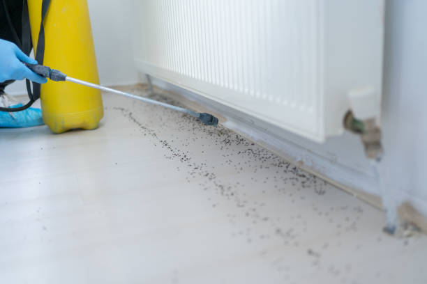 Best Flea Control Services  in Hillcrest Heights, MD