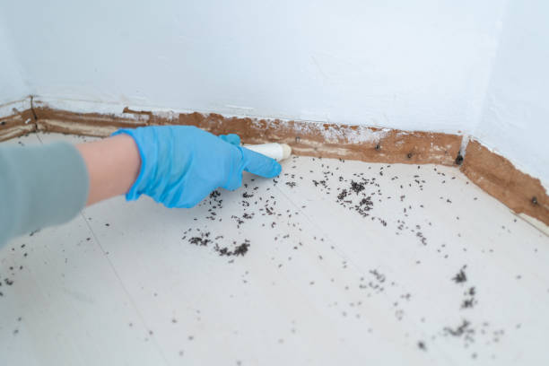 Best Cockroach Control Services  in Hillcrest Heights, MD